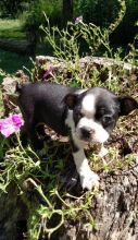 Very healthy and cute Boston Terrier puppies for you.
