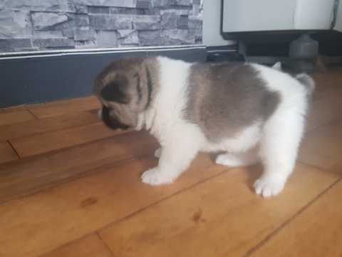 Adorable Akita Puppies For Adoption Image eClassifieds4u