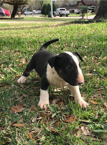 Amazing Bullterrier Puppies Image eClassifieds4u