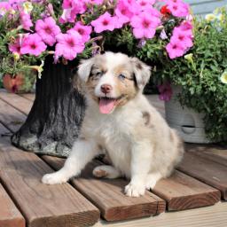 Australian Shepherd Puppies. Image eClassifieds4u