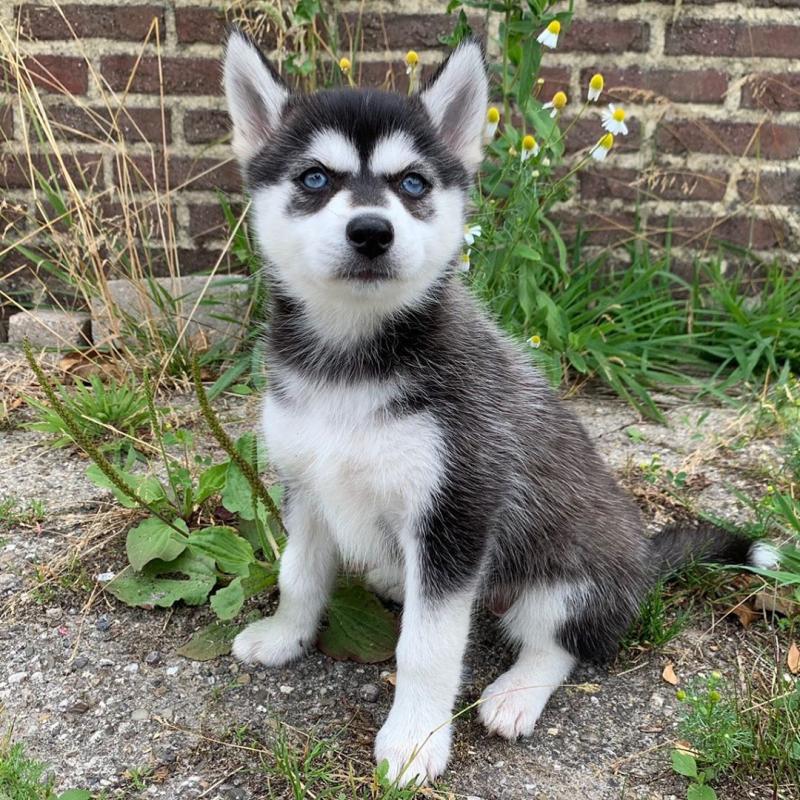 Blue-Eyed Pomsky Puppies Ready For Adoption Image eClassifieds4u