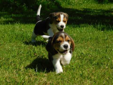 Cute and lovely male and female Beagle puppies Image eClassifieds4u