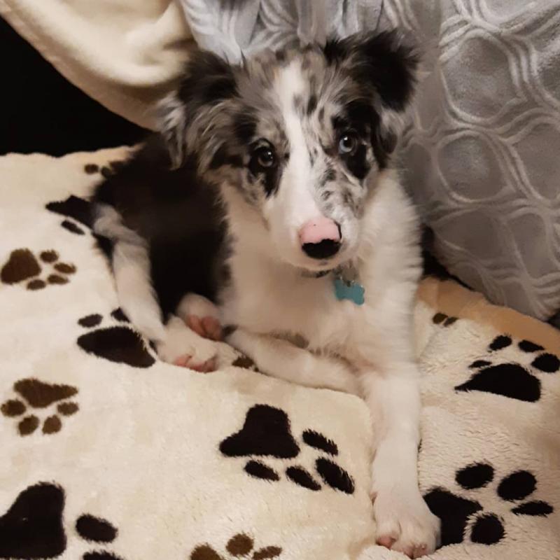 Cute Border Collie Puppies Ready Image eClassifieds4u