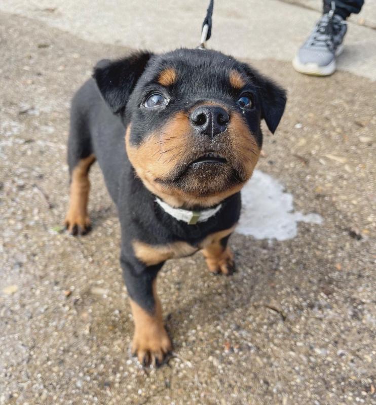 Fantastic Male Female Rottweiler Puppies Now Ready For Adoption Image eClassifieds4u
