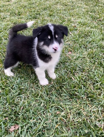 Gorgeous Alaskan Malamute Puppies For Adoption Image eClassifieds4u