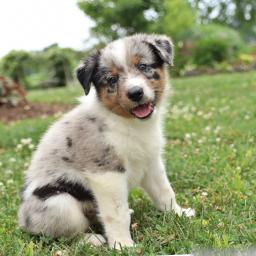 Gorgeous Australian Shepherd puppies available Image eClassifieds4u