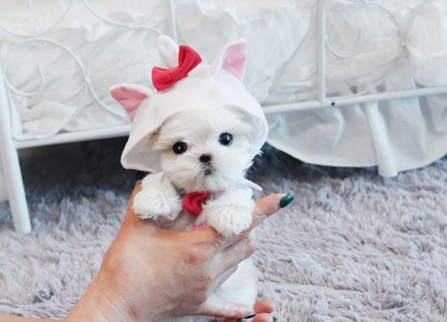 Intelligent Maltese Pups **Intelligent Maltese Pups Image eClassifieds4u