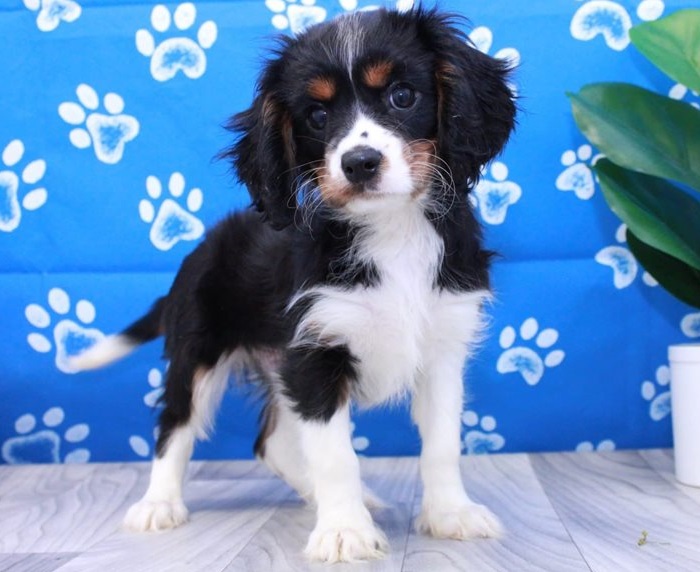 lovable Mini Cavalier King Charles Spaniel puppies ready for adoption Image eClassifieds4u