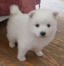 Affectionate Samoyed Puppies For Adoption Image eClassifieds4U