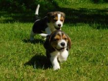 Cute and lovely male and female Beagle puppies Image eClassifieds4u 2