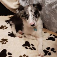 Cute Border Collie Puppies Ready Image eClassifieds4u 1