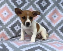 Remarkable Jack Russell Puppies Available Image eClassifieds4U