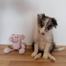 Super Border Collie puppies male and female ready for new homes Image eClassifieds4u 2