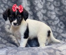 Teacup Shih Tzu ready for new home (shaneltinsley@gmail.com) or text (951) 430-2313) Image eClassifieds4u 2