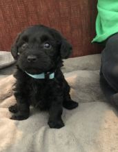 Tenacious Labradoodle Puppies For Adoption Image eClassifieds4U