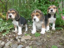 Tri Coloured Beagles Puppies Ready Now Image eClassifieds4U