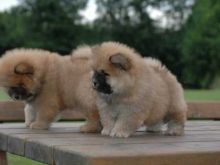 Well trained chow chow puppies for adoption Image eClassifieds4u 2