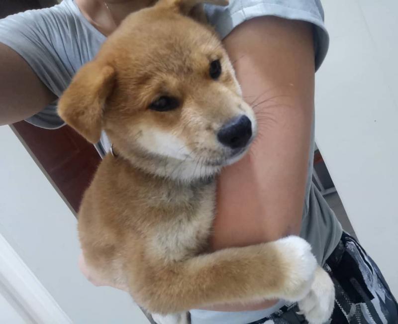 Male and female Shiba Inu puppies Image eClassifieds4u