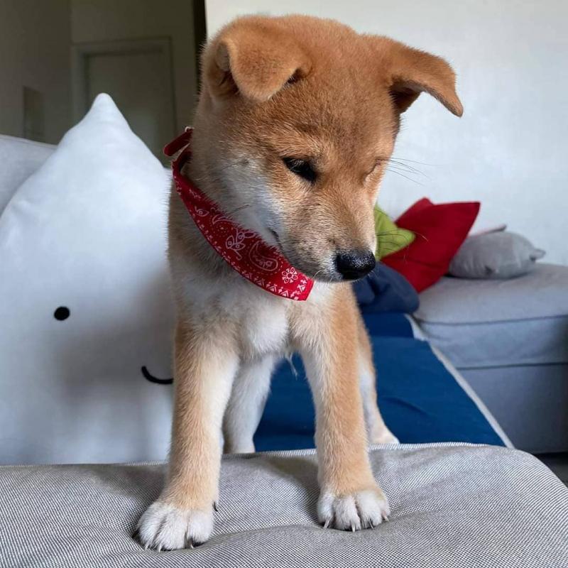 Male and female Shiba Inu puppies Image eClassifieds4u