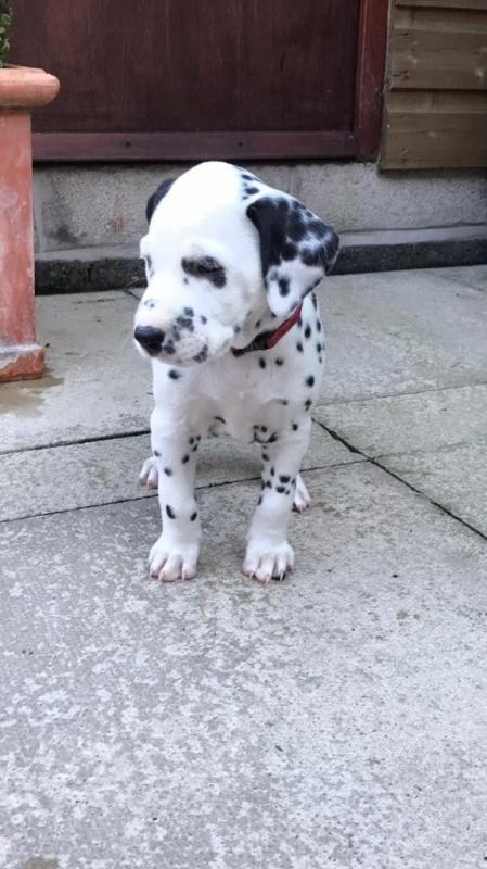 Outstanding Dalmatian Puppies Ready For Adoption Image eClassifieds4u