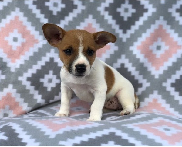 Remarkable Jack Russell Puppies Available Image eClassifieds4u