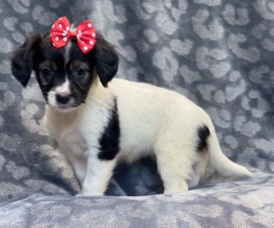 Smart Cavalier King Charles Spaniel puppies for adoption Toronto - GTA Image eClassifieds4u
