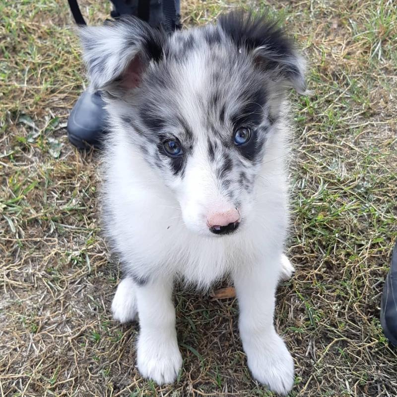 There are male and female Border Collie pups. Image eClassifieds4u