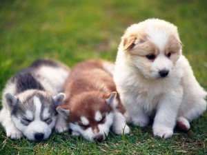 Top Quality Alaskan Malamute Puppies Available Image eClassifieds4u