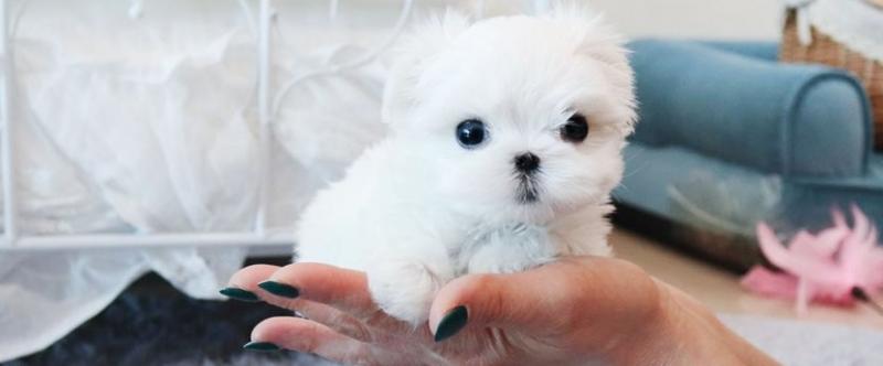 Two Teacup Maltese Puppies Needs a New Family Image eClassifieds4u