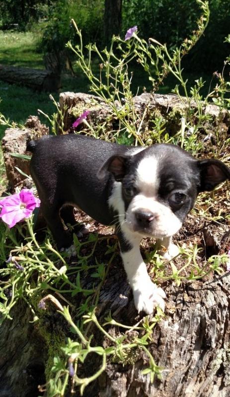 Very healthy and cute Boston Terrier puppies for you. Image eClassifieds4u