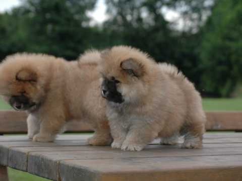 Well trained chow chow puppies for adoption Image eClassifieds4u