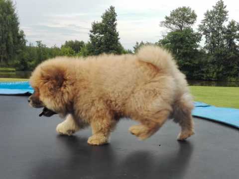 Well trained chow chow puppies for adoption Image eClassifieds4u