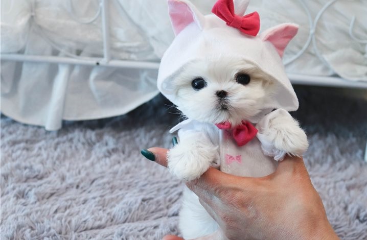 Wow Dont Miss!!! $95 Male $95 Female Maltese Puppies For Adoption!!! Image eClassifieds4u