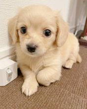 Dachshund Puppies For Adoption