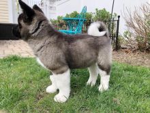 Akita puppies, male and female for adoption