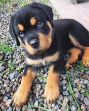 Rottweiler puppies, male and female for adoption