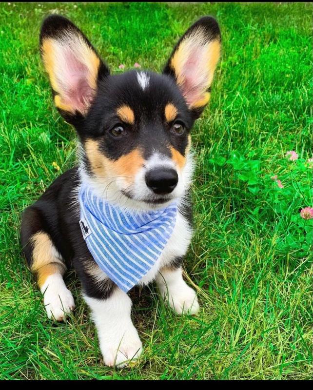 Cardigan Welsh Corgi puppies available in good health condition for new homes Image eClassifieds4u