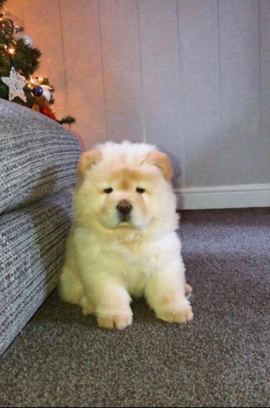 Charming male and female Chow Chow puppies for adoption Image eClassifieds4u