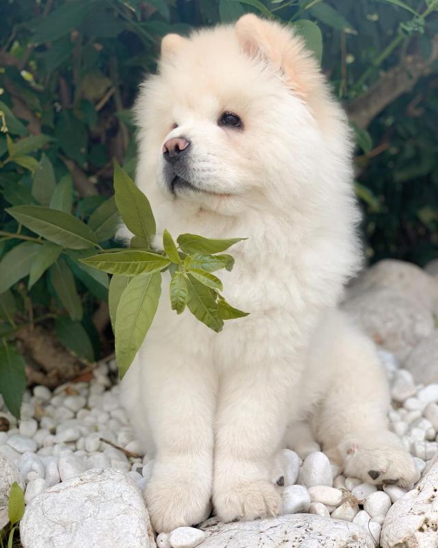 Chow Chow Image eClassifieds4u