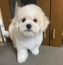Bichon Frise puppy for perfect homes Image eClassifieds4U