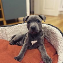 Blue Nose American Pit Bull Terrier Pups available Image eClassifieds4U