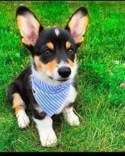 Cardigan Welsh Corgi puppies available in good health condition for new homes Image eClassifieds4U