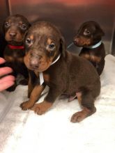 Doberman Pinscher Puppies Available For Good Homes Image eClassifieds4U