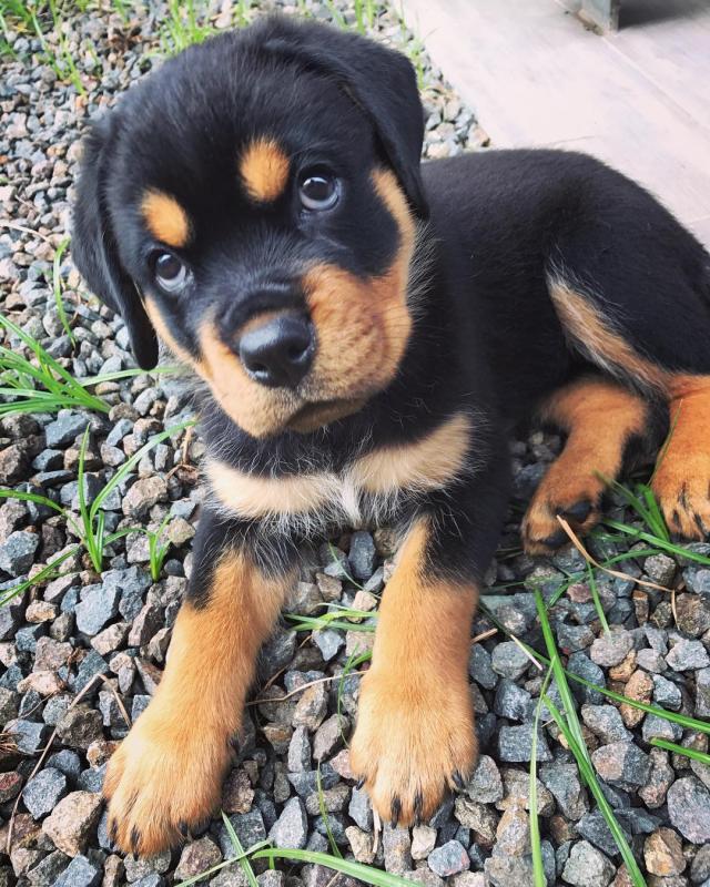 Rottweiler puppies, male and female for adoption Image eClassifieds4u