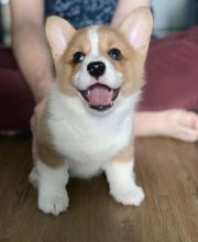 Adorable male and female Corgi puppies for adoption