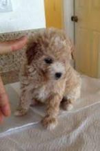 Maltipoo Puppies for Adoption (604) 265-8412