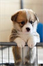 Pembroke Welsh Corgi Puppies (604) 265-8412