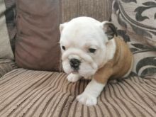 Well trained male and female English Bulldog puppies for adoption. (604) 265-8412