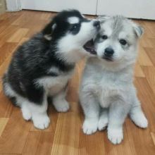 White and Black Siberian Husky Puppies (604) 265-8412