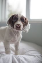 English Springer Spaniel (604) 265-8412 Image eClassifieds4U